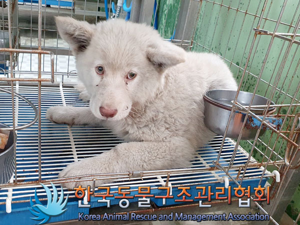 한국동물구조관리협회_441406202301111