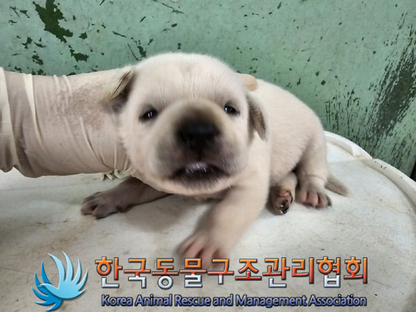 한국동물구조관리협회_441406202301113