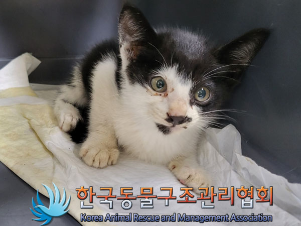 한국동물구조관리협회_441406202301098