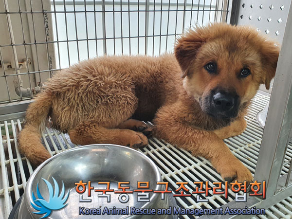 한국동물구조관리협회_441406202301100
