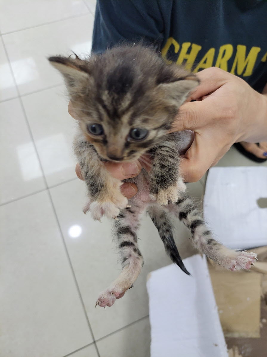둔촌동물병원_411324202300452