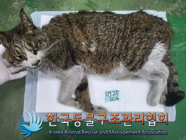 한국동물구조관리협회_441560202300937