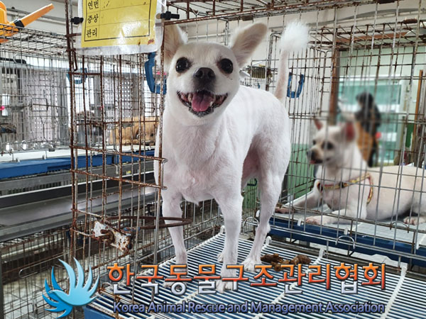 한국동물구조관리협회_441382202300502