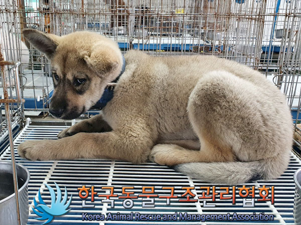 한국동물구조관리협회_441406202301110