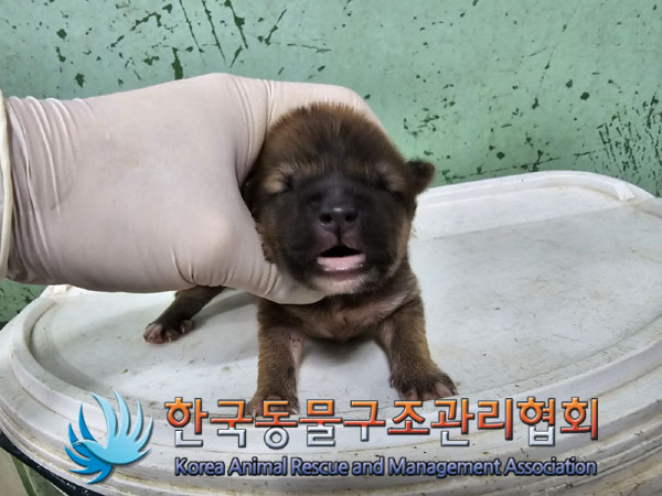 한국동물구조관리협회_441406202301106