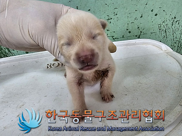 한국동물구조관리협회_441406202301105