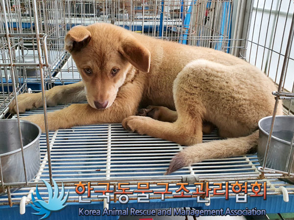 한국동물구조관리협회_441406202301109