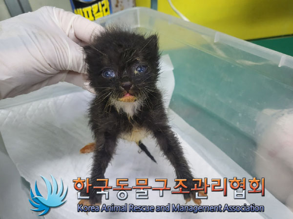 한국동물구조관리협회_441382202300503