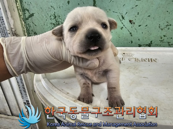 한국동물구조관리협회_441406202301117