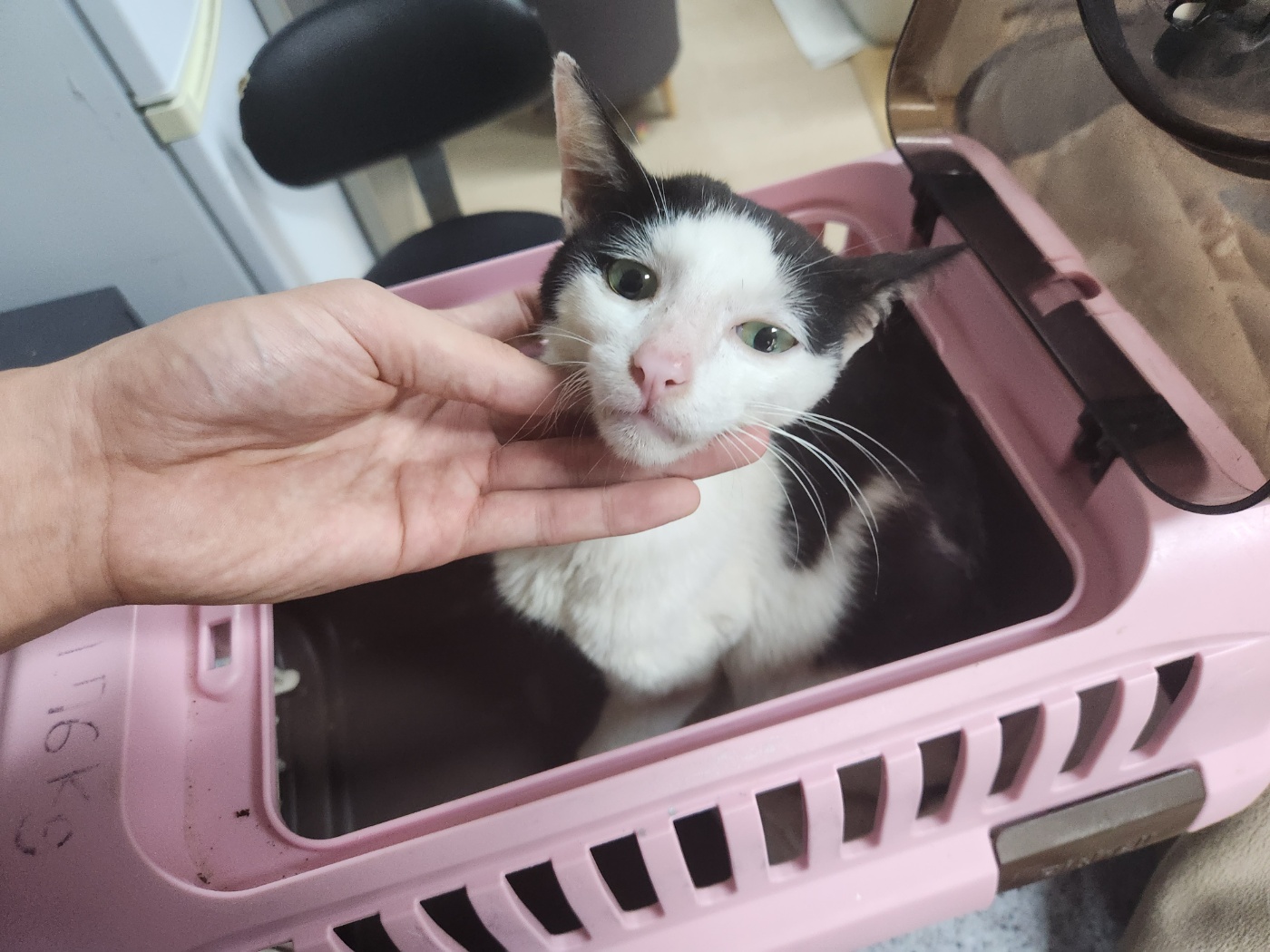 광주 동물보호소_429362202300642