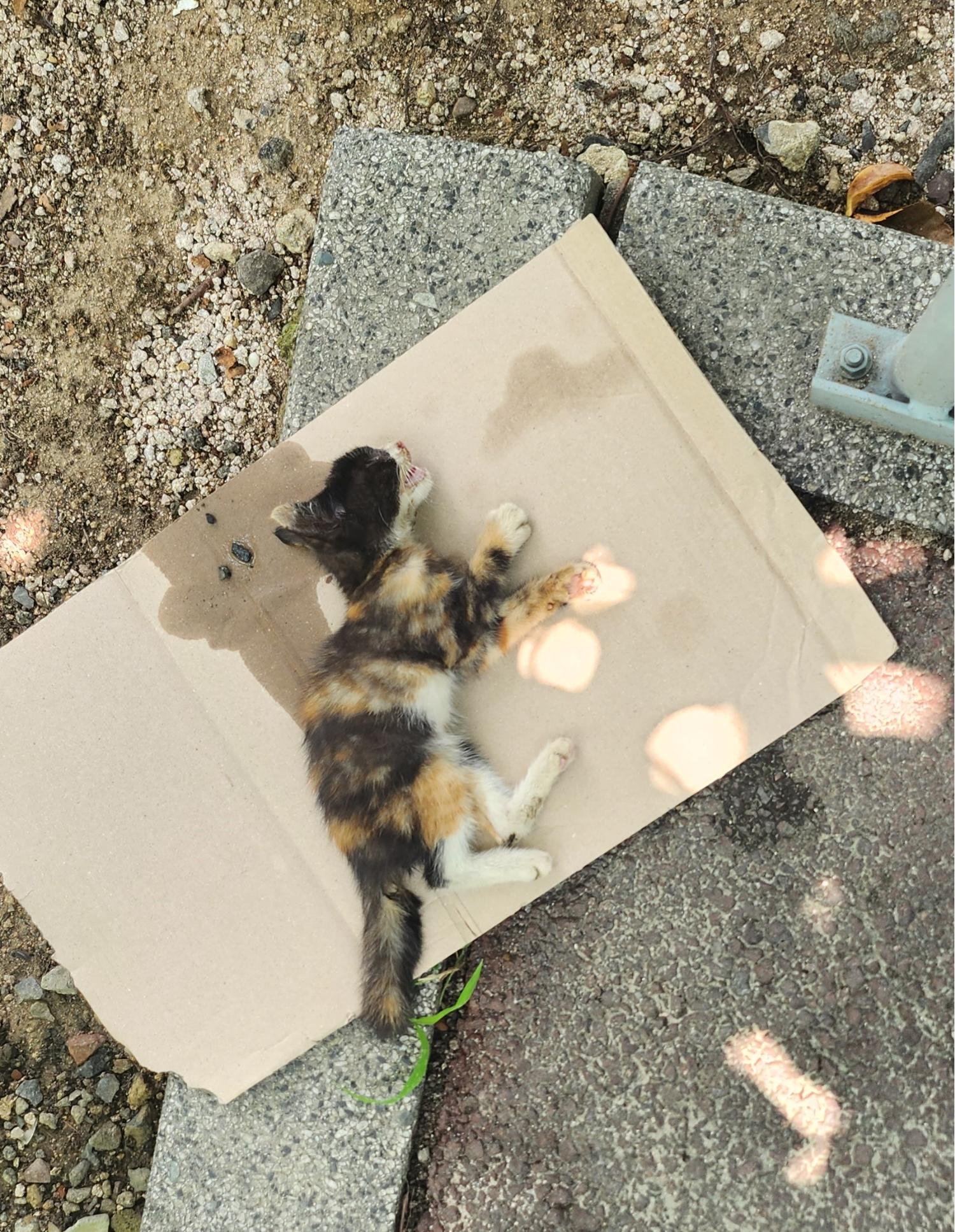 울산유기동물보호센터_431372202300386