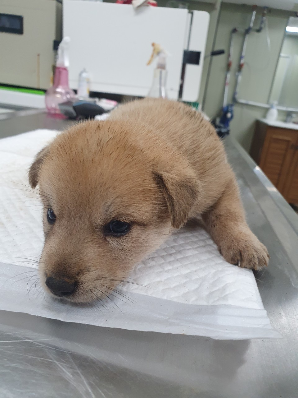 남양주시동물보호센터_441399202301814