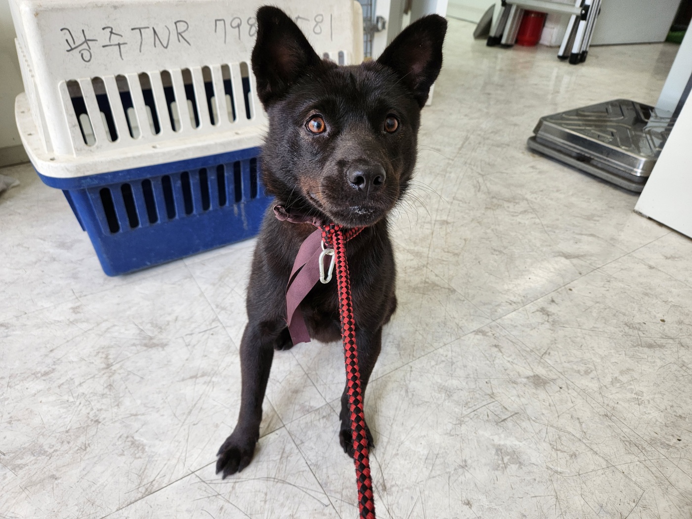 광주TNR동물병원송정_441554202301224