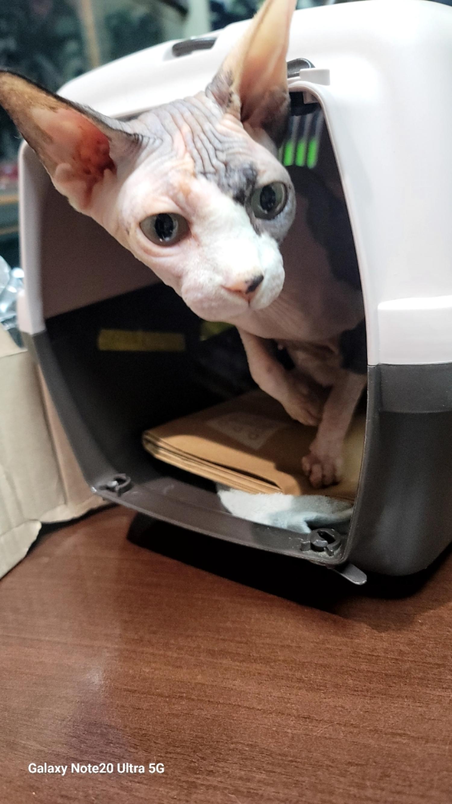 펫앤쉘터동물병원_441378202301347