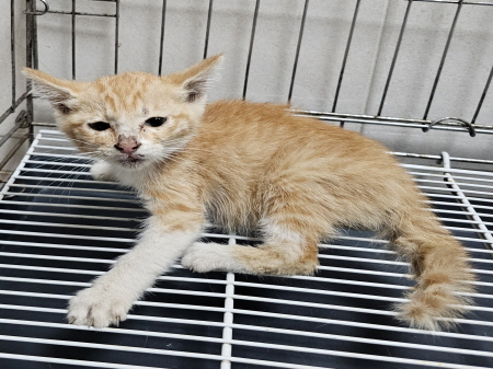 원주유기동물보호센터_442419202300437