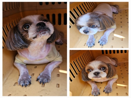 원주유기동물보호센터_442419202300446