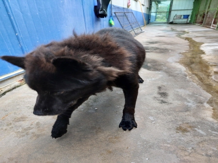 원주유기동물보호센터_442419202300449