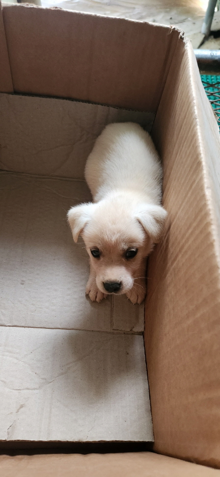 익산유기동물보호소_445468202301512