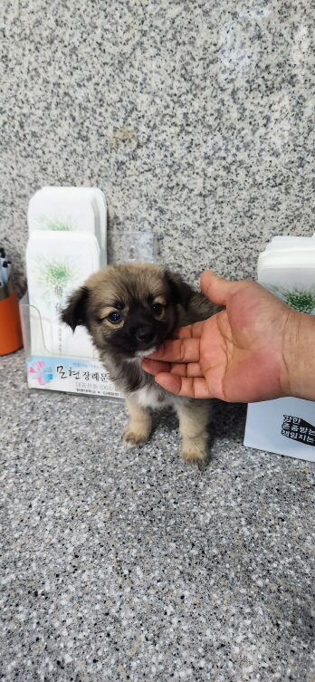 익산유기동물보호소_445468202301515
