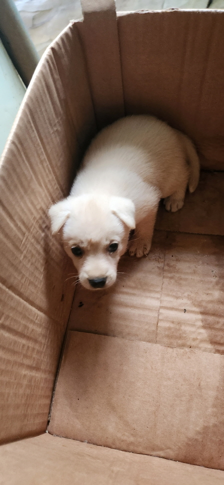 익산유기동물보호소_445468202301514