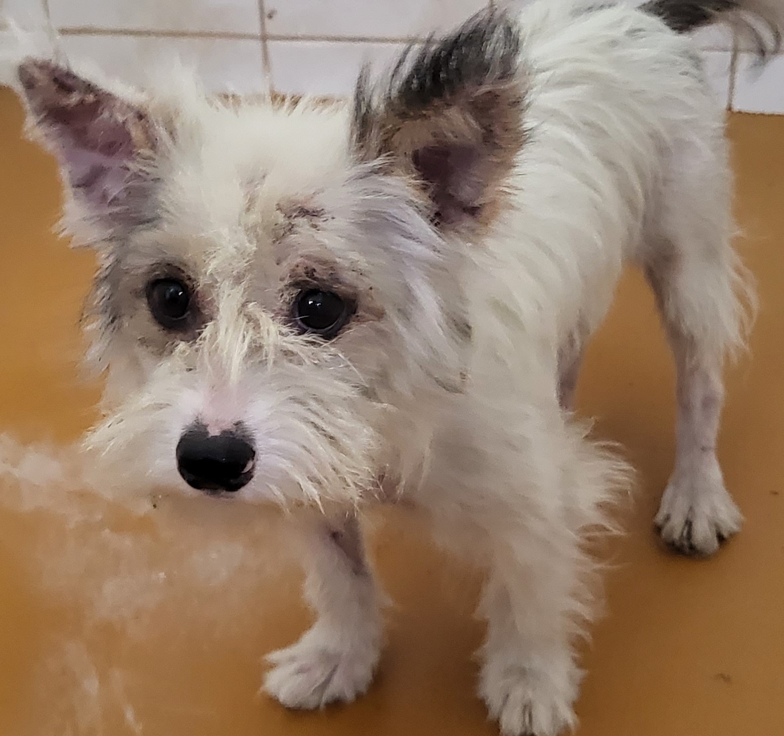 하동군유기동물보호소_448544202300269