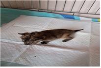 (사)유기동물및동물보호관리협회_426339202300206