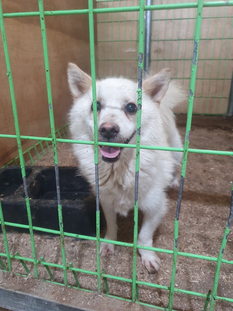 고령군 임시보호소_447520202300284