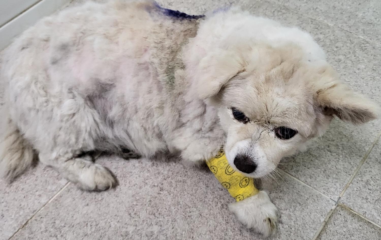 하동군유기동물보호소_448544202300271