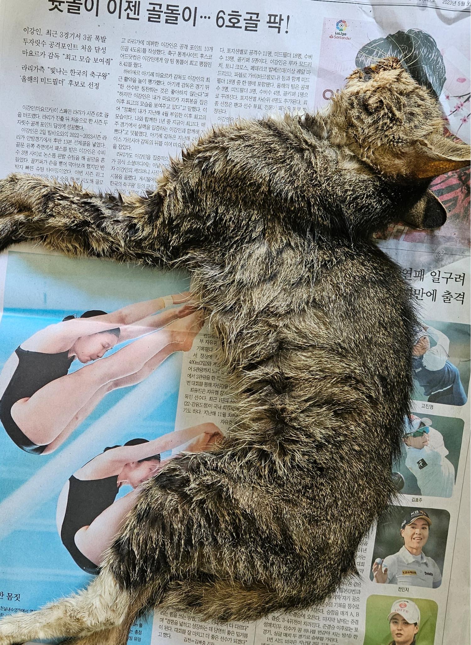 대구유기동물보호센터_427342202300486