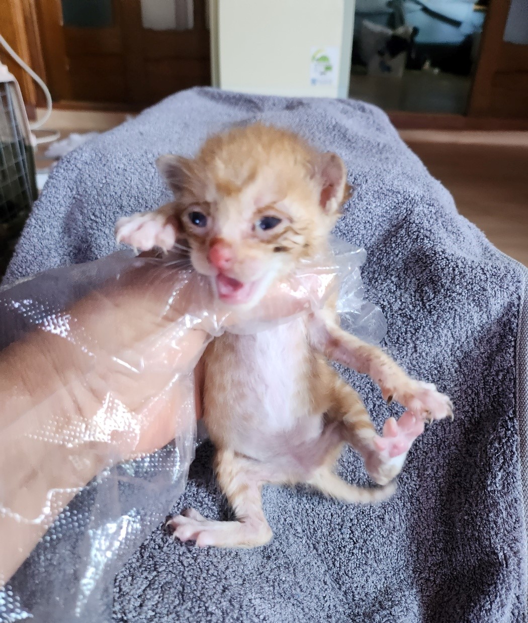 울산유기동물보호센터_431373202300804