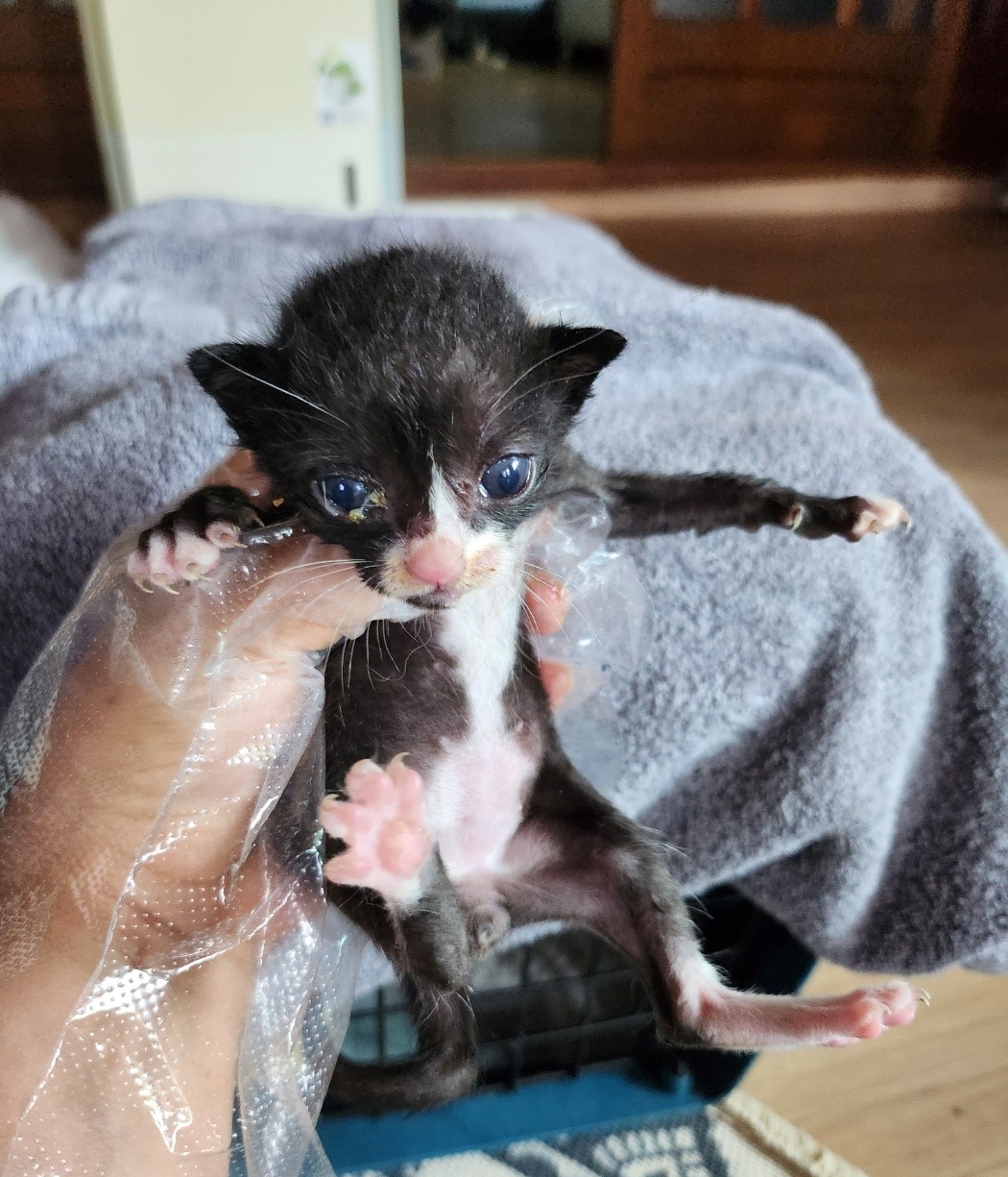 울산유기동물보호센터_431373202300805