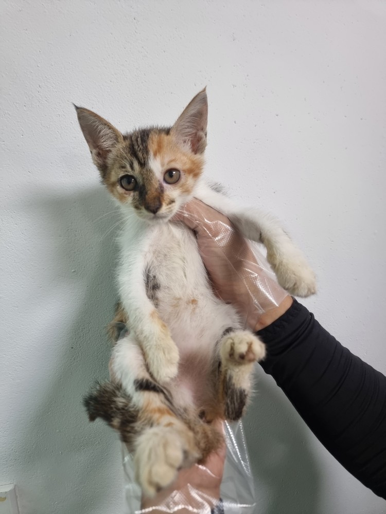 반려동물보호센터_443571202301876