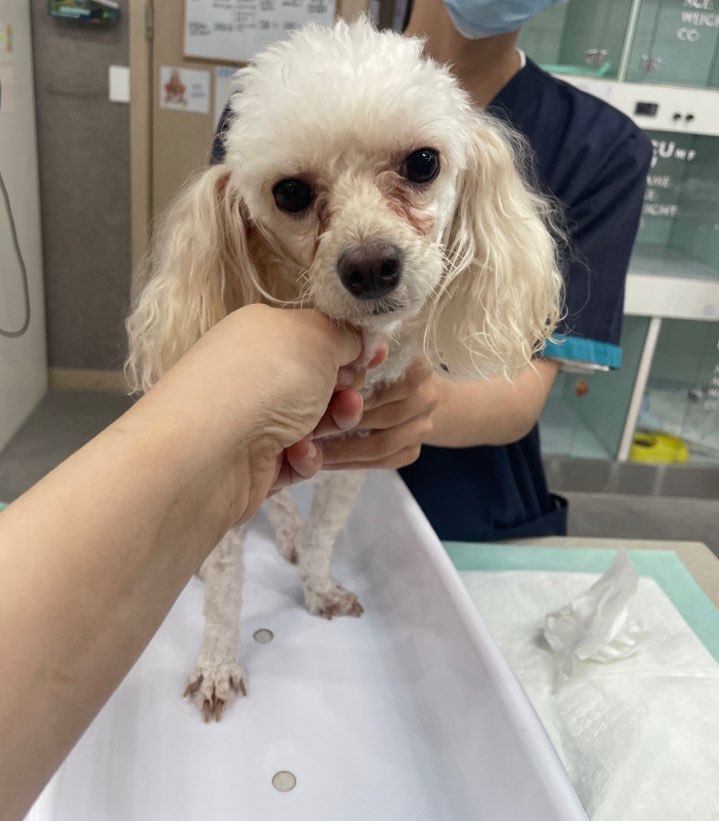 24시아이동물메디컬_441386202300938