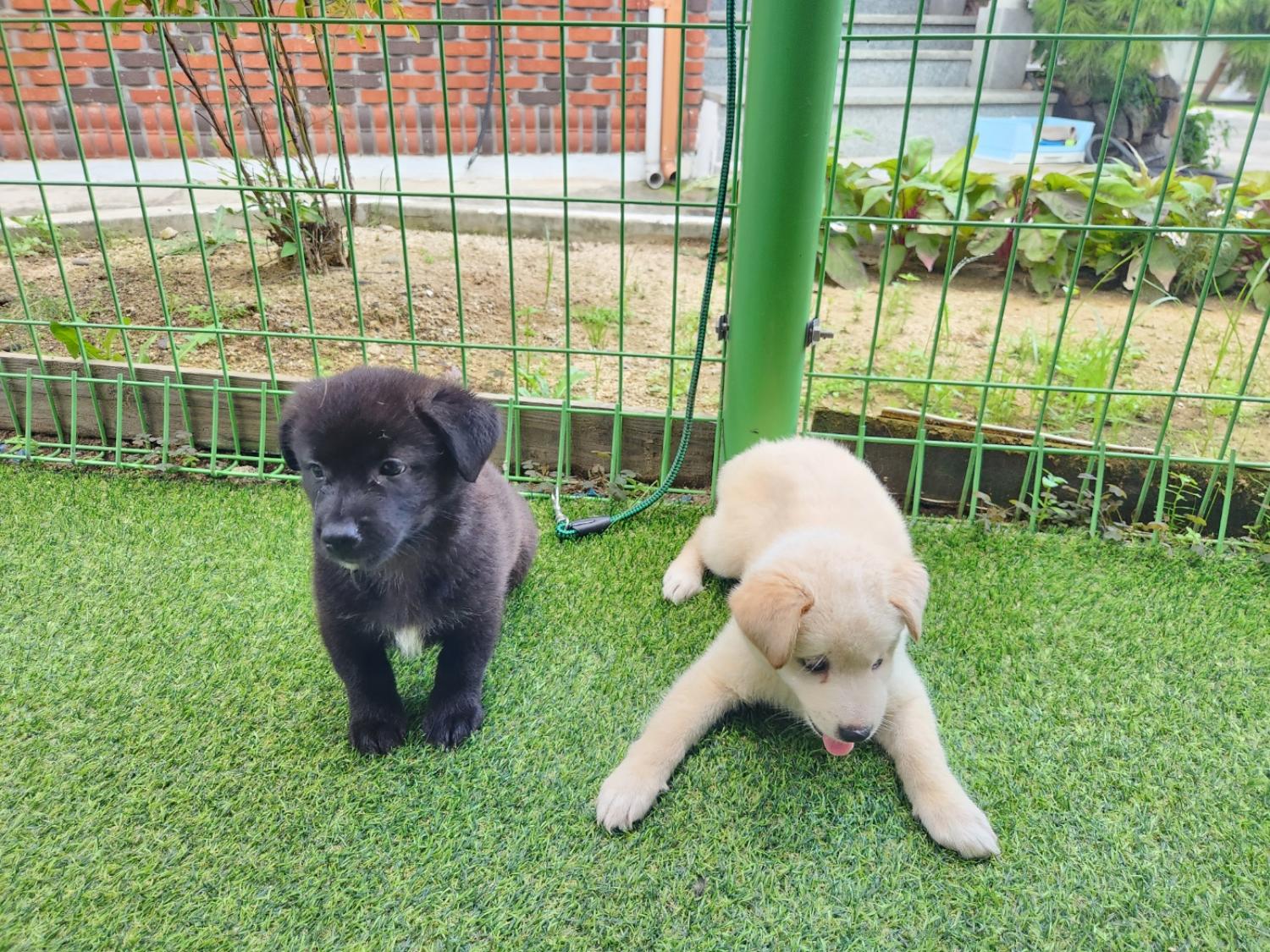 칠곡유기동물보호센터_447522202300158