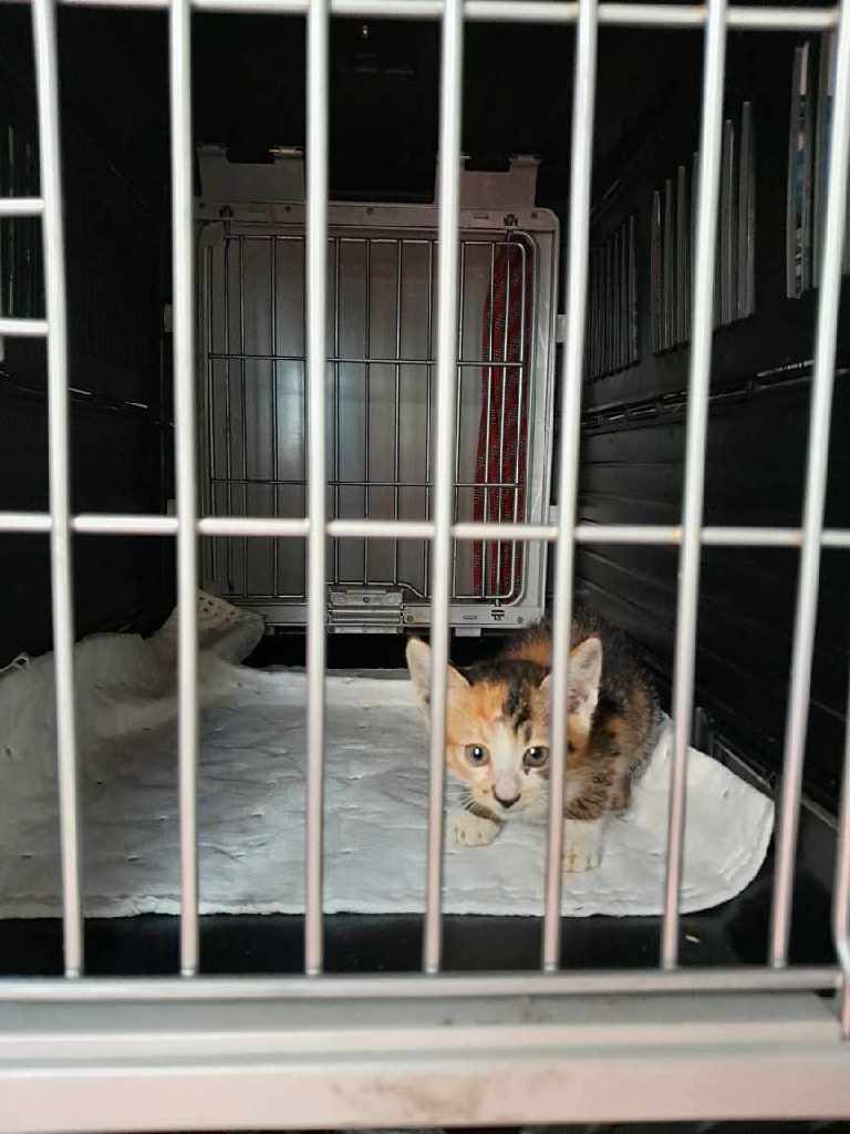 인천광역시수의사회_428352202300294