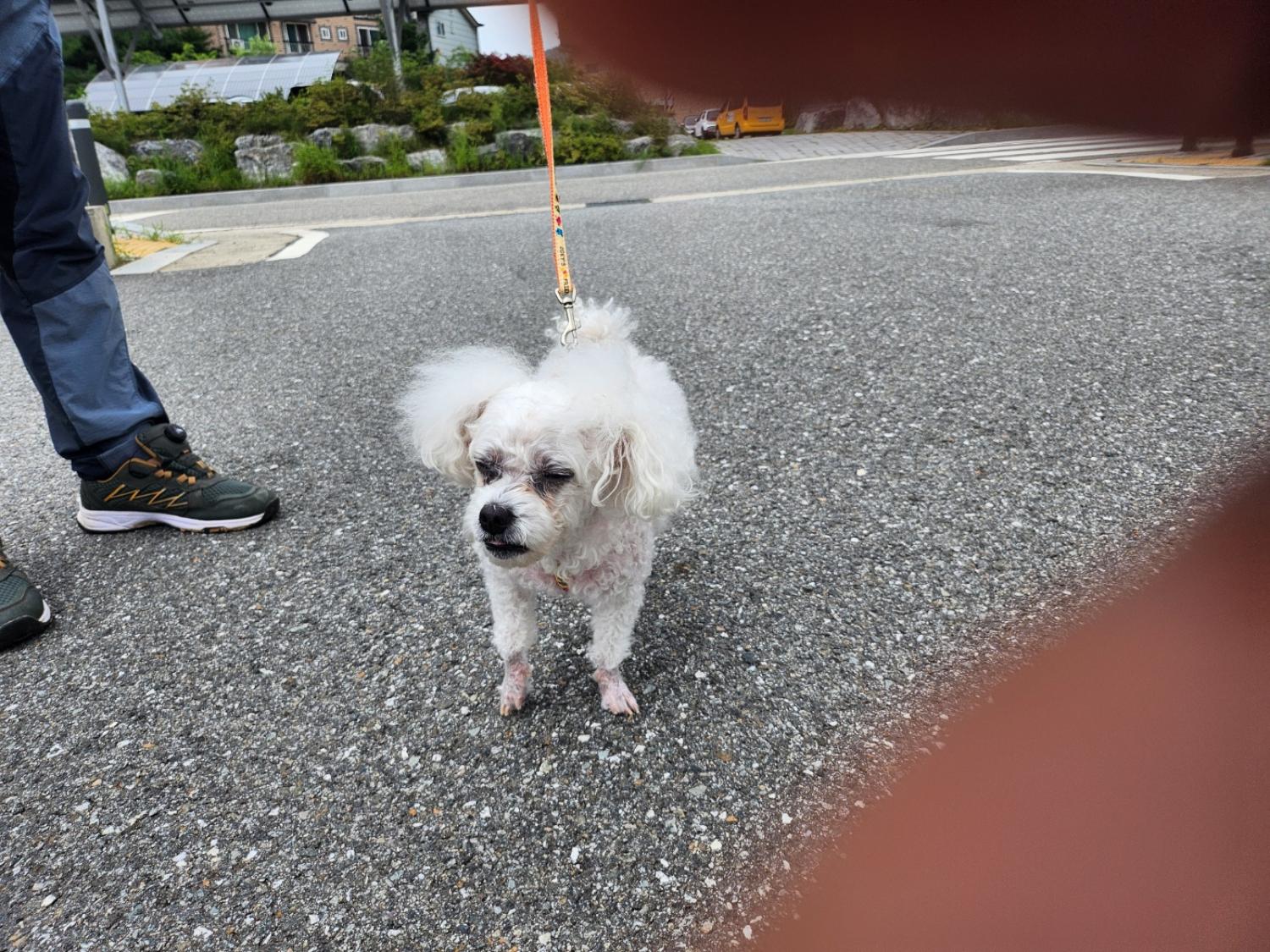 홍천군유기동물보호소_442425202300375