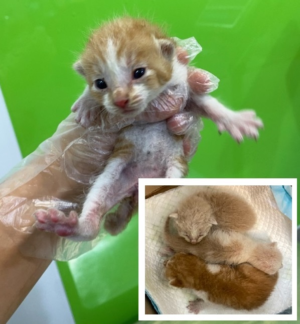 펫앤쉘터동물병원_441378202301352