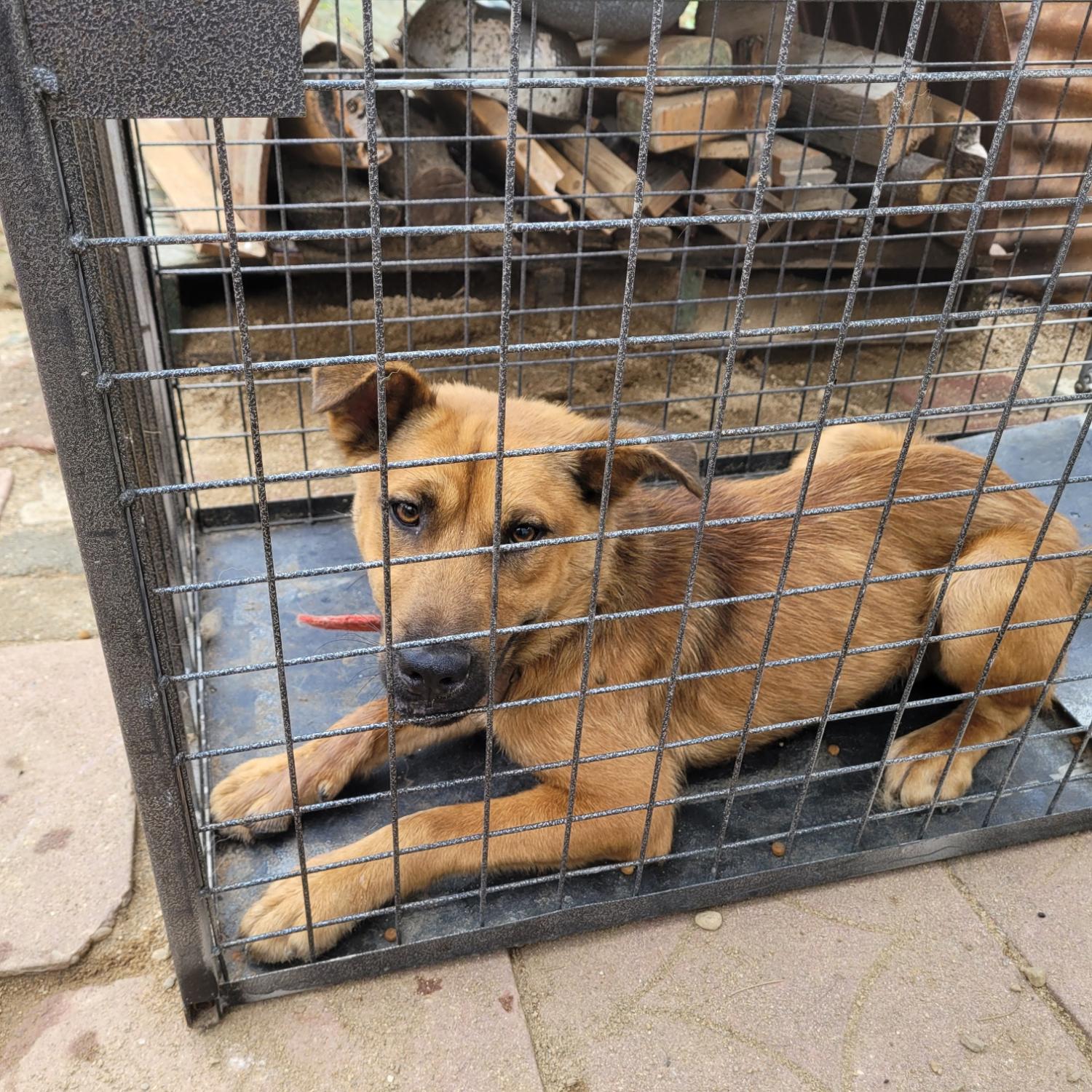 홍천군유기동물보호소_442425202300376