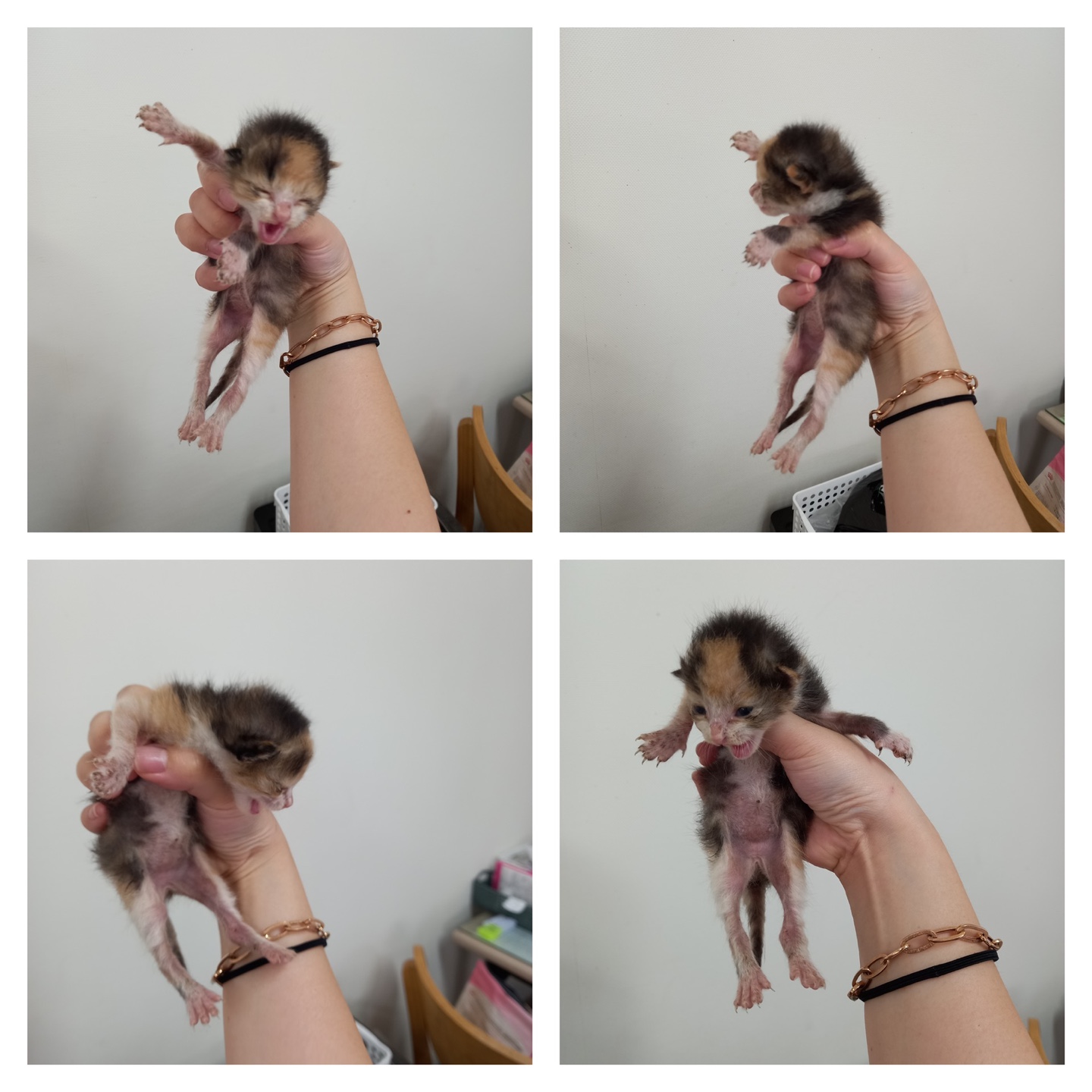 천안시유기동물보호소_444449202301689