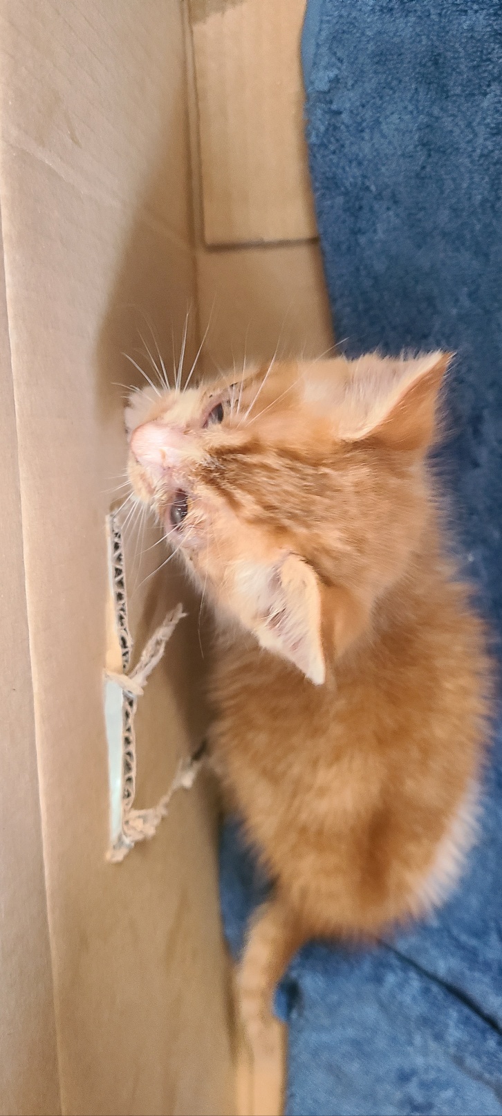 하남동물병원_441404202300436