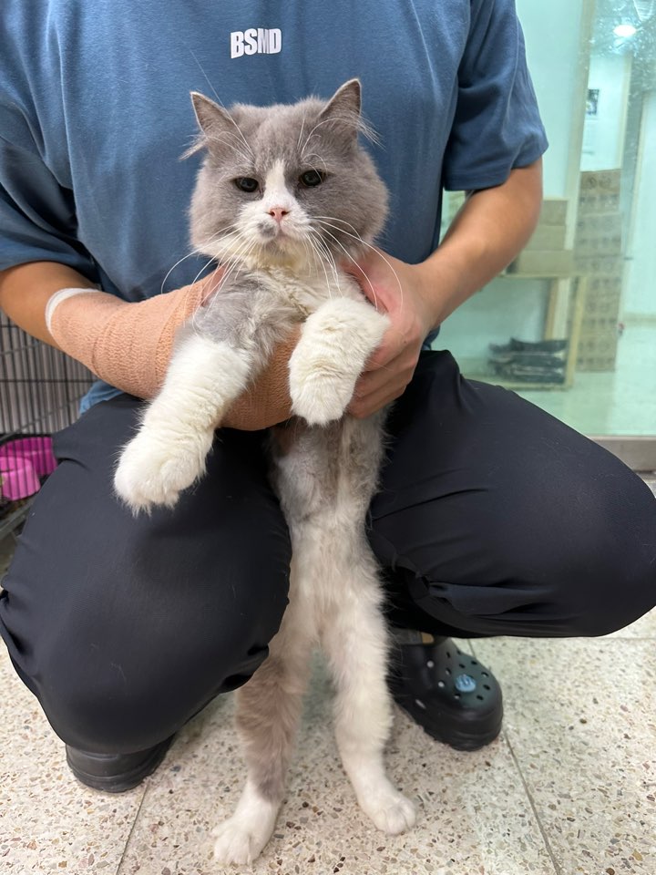 [고양이] 믹스묘 충북-청주-2023-00578 유기동물 배경 이미지 입니다.