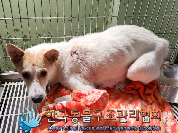 한국동물구조관리협회_411310202300337