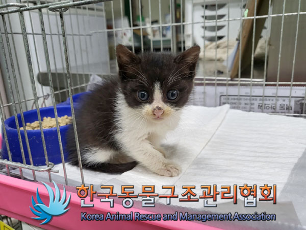 한국동물구조관리협회_411323202300729