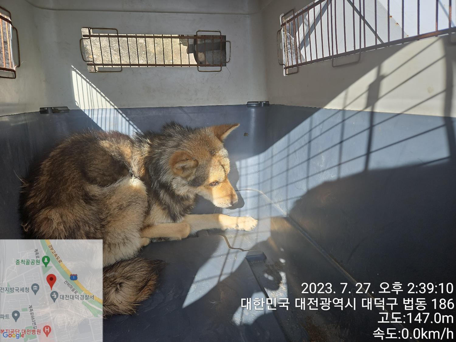대전동물보호센터_430368202300378