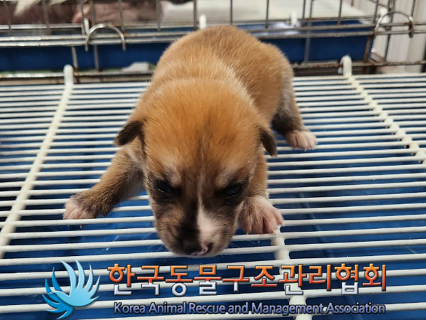 한국동물구조관리협회_411310202300343
