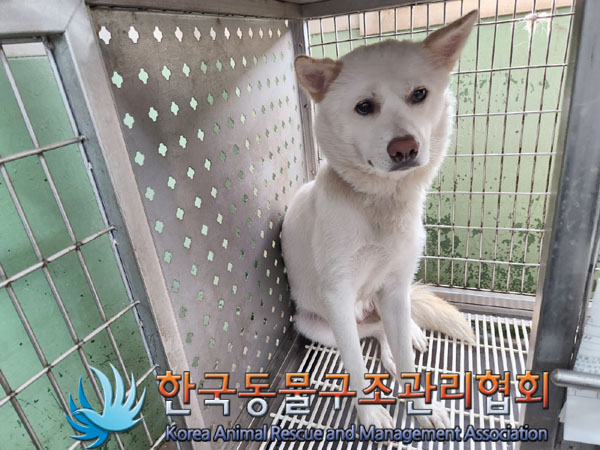 한국동물구조관리협회_411309202300301