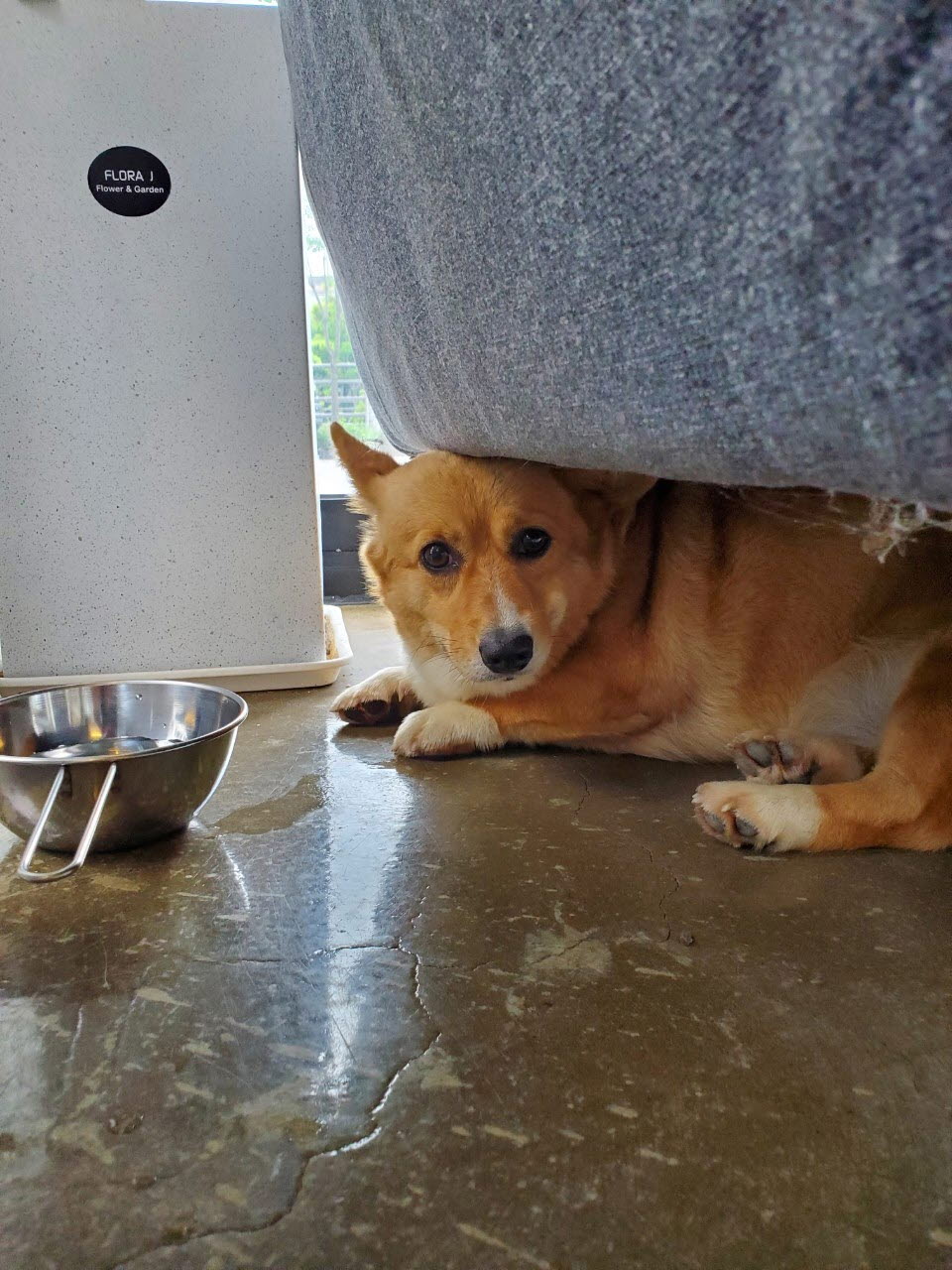 아산동물복지지원센터_444452202301551