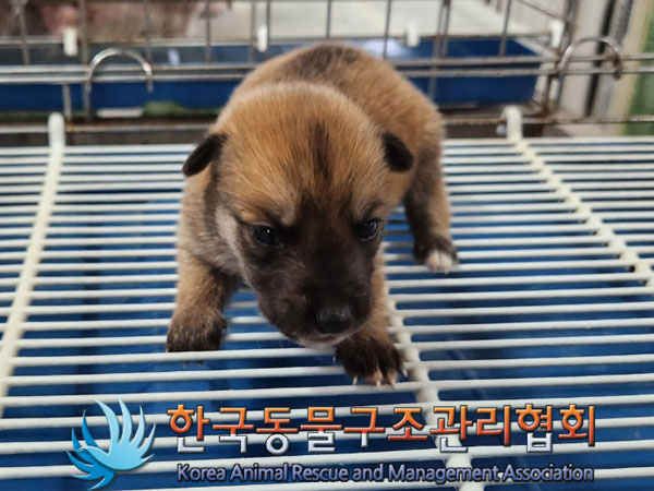 한국동물구조관리협회_411310202300340