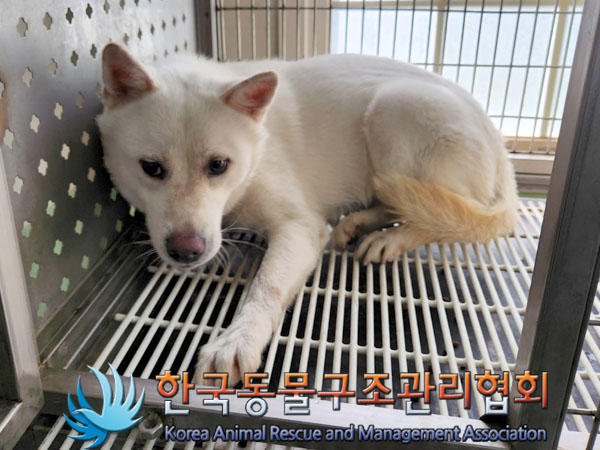 한국동물구조관리협회_411309202300300