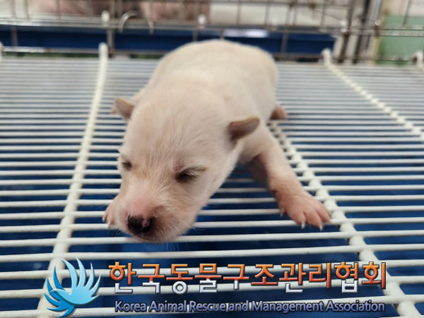 한국동물구조관리협회_411310202300338
